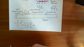 Skeletal Muscle Contraction Part 2 [upl. by Notsur]