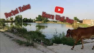 Noora Wali Ban Buchal Kalan  Ali Bhai Vlogs 3960 [upl. by Eednas]