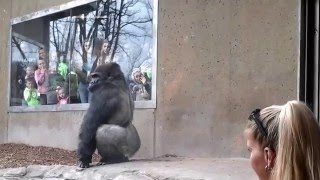 Silverback Gorilla Bashes Into The Glass [upl. by Marko85]