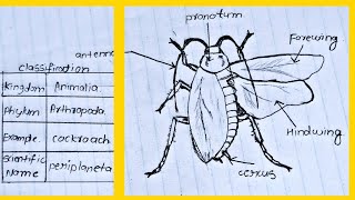 Classification of animals Phylum  Arthropod  Cockroach labelled diagram and classification [upl. by Pegeen738]