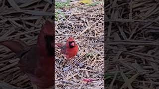 Watch Red Northern Cardinal birds nature cardinalbird [upl. by Kafka817]