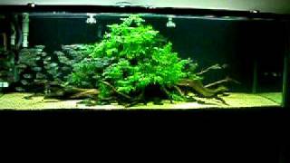 Aquascaping Moenkhausia costae in a 6 ft freshwater aquarium [upl. by Abas433]