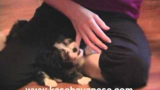 KASE Havanese Puppy Video  Lacys Litterwmv [upl. by Batruk]