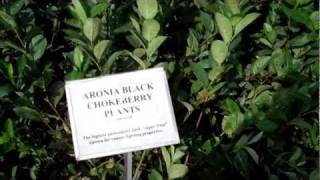 Aronia Berry Plants for Sale at DiMeos Aronia Black Chokeberry Plants Nursery [upl. by Cain753]