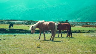 Nepal  Dhorpatan  Dhorpatan Hunting Reserve  Rural Nepal  Nepal Travel Documentary [upl. by Occir376]