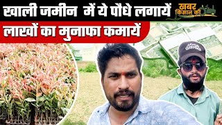 VLOG  इस पौधे को लगायें करें लाखों की कमाई  सफेदा का पौधा  Low Maintenance Plant  p23 eucalyptus [upl. by Lennard]