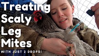 Treating Scaly Leg Mites  Chicken Husbandry Series [upl. by Eicrad]