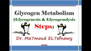 Glycogen Metabolism 1 Dr Ma7moud El 7efnawy [upl. by Dicks]