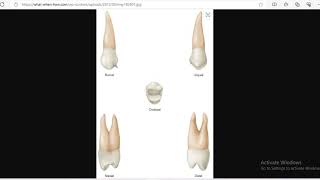 Dental Anatomy  premolars – حنين طراد [upl. by Thormora]