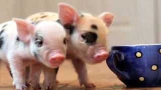 TeaCup PiGs [upl. by Androw]