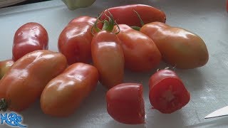 ⟹ Opalka Tomato  Solanum lycopersicum  Tomato review 2018 [upl. by Bartholomew]