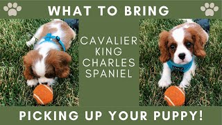 Picking Up Your New Puppy  WHAT TO BRING amp TIPS  Cavalier King Charles Spaniel [upl. by Rakia]