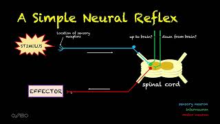 Human Physiology  43  Types of Reflexes [upl. by Monah273]