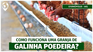 O ciclo completo da GRANJA Explorando as indústrias por trás da produção de ovos  EP 03 [upl. by Ronen]