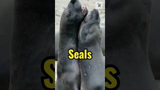 Facts About Seals You Didn’t Know sealions animalfacts wildlifeinsights naturefacts [upl. by Hellah]