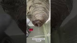 Brake cleaner vs hornets nest hornet hornets wasp asmr yellowjackets infestation insectnest [upl. by Ibloc193]