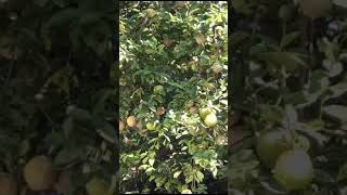 Amazing oranges 😀✌️👌shortvideo [upl. by Shig929]