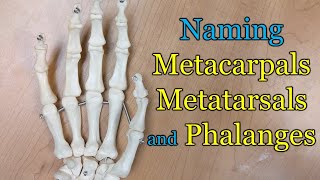 Naming Metacarpals Metatarsals and Phalanges [upl. by Bohlen]