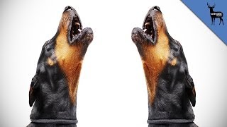 Why Do Dogs Howl [upl. by Sky]