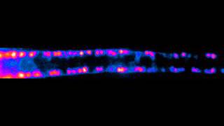 Firing of the motor neurons in the spinal cord of zebrafish [upl. by Radborne753]