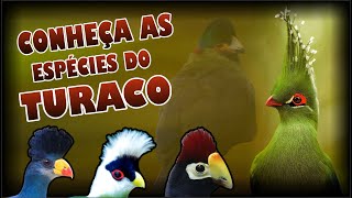 TODAS AS ESPÉCIES DO TURACO  CONHEÇA AS VARIEDADES DA FAMÍLIA MUSOPHAGIDAE [upl. by Araek411]