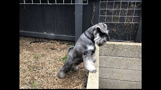 Mini Schnauzer family reunion amp first haircut [upl. by Blanc351]