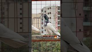 Flying machines 🔥💀 kabootar pigeon birds shorts short pigeonlover [upl. by Amikay972]