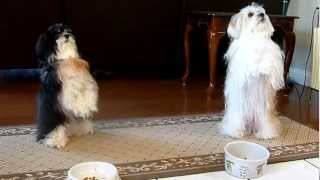 My dogs praying before meal [upl. by Eecart]