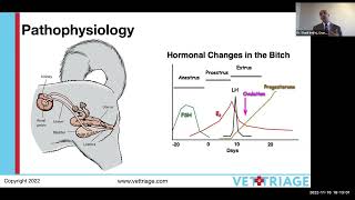 Pyometra  Uterus infection in dogs  Saint Matthews University School of Veterinary Medicine [upl. by Sewole]