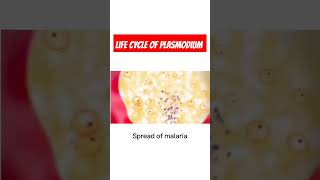 Malarial etiology Life cycle of Plasmodium  Malarial parasite Malaria [upl. by Eruot]