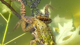 Frogs Fertilizing Eggs [upl. by Ljoka949]