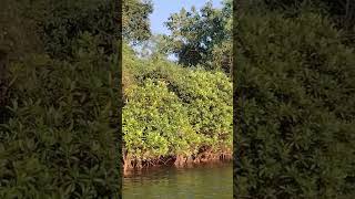 Mangrove tree shorts beautifulnature naturalscenery river mangroveforest [upl. by Mendelson]