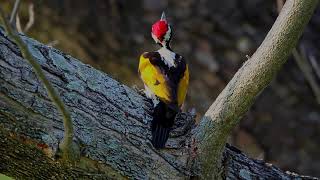 Flame back or golden back woodpecker ಜ್ವಾಲೆಯ ಬೆಂಬಲಿತ ಮರಕುಟಿಗ [upl. by Merrel978]