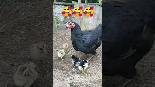 Gallina y pollitos 🐣 Sonido pollitos 🥰 Pollitos graciosos 🥰 los pollitos dicen pio pio 🐣 104 [upl. by Elcarim]