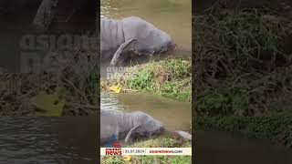 ചാലക്കുടിപ്പുഴയിൽ പൊന്തിയ കാട്ടാനയുടെ ജഡം elephant chalakudy rain [upl. by Nivlam]