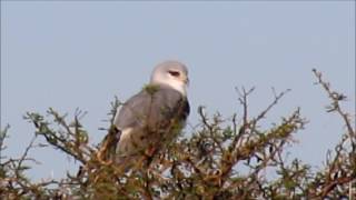 Blackshouldered Kite calling [upl. by Paquito979]