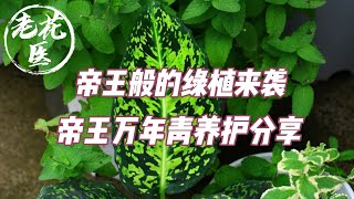 【老花医植物推荐】帝王般的绿植来袭！帝王万年青养护分享！Tips fpr Dieffenbachia seguine Reflector growing and care [upl. by Joon664]