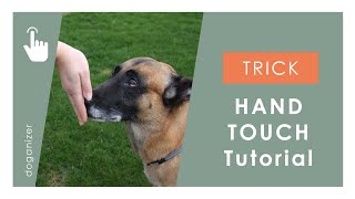 Handtouch Hund beibringen  Trick  Anleitung  Tutorial [upl. by Jacy]