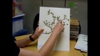 How to press plants for mounting on herbarium sheets [upl. by Caniff]