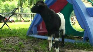 Tennessee Fainting Goats aka Myotonic goats Brush Weed and Ivy Control organic weed killers [upl. by Derfniw630]