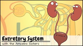 Excretory System and the Nephron [upl. by Einnim221]