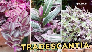 TRADESCANTIA  Cuidados y tipos  Jardinatis [upl. by Eneryt]