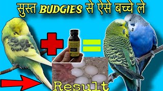 अब budgies अंडे ही अंडे देंगे  100 breeding formula  budgies mating problem fix  buggie for bird [upl. by Akemihs]