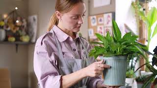 Female Florist Inspecting Her Plant [upl. by Nelrsa176]