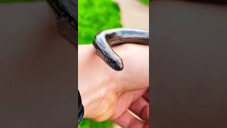 Jolie rencontre avec un orvet  Sous ses airs de serpent c’est en fait un lézard sans patte 🐍 🦎 [upl. by Aneelak]