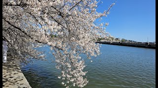 Cherry Blossom Washington DC [upl. by Imekawulo738]