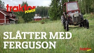 Slåtter med Ferguson TEA 20  Grållen [upl. by Towney]