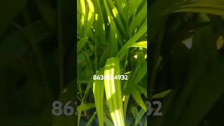 Areca nut plant available hi oder now connect evergreen assam nursery number 8638554932 [upl. by Assereht999]