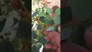 What is basal shoot why is it important terracegarden you tube shorts shortvideo [upl. by Kohcztiy489]