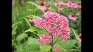 Eupatorium purpureum  Joe Pye Weed [upl. by Enaud339]